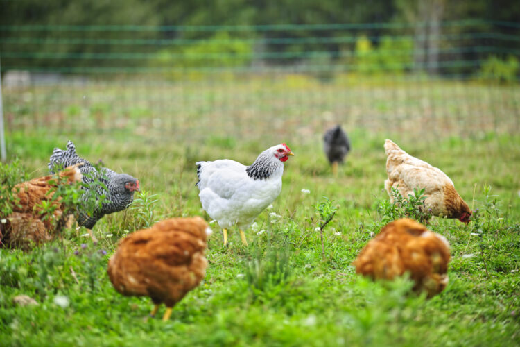 Pastured Chicken Nutrition